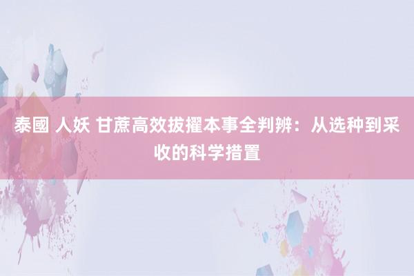 泰國 人妖 甘蔗高效拔擢本事全判辨：从选种到采收的科学措置